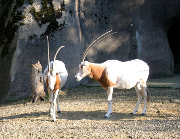 Oryx blancs