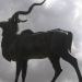 The great kudu (of windhoek)