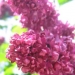 Lilac wine