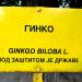 Ginkgo serbe